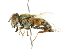  ( - CNC DIPTERA 101977)  @13 [ ] CreativeCommons - Attribution (2011) CNC/CBG Photography Group Centre for Biodiversity Genomics