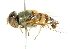  ( - CNC DIPTERA 101978)  @11 [ ] CreativeCommons - Attribution (2011) CNC/CBG Photography Group Centre for Biodiversity Genomics