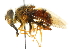  ( - CNC DIPTERA 101993)  @14 [ ] CreativeCommons - Attribution (2011) CNC/CBG Photography Group Centre for Biodiversity Genomics