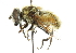  ( - CNC DIPTERA 101997)  @14 [ ] CreativeCommons - Attribution (2011) CNC/CBG Photography Group Centre for Biodiversity Genomics