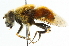  (Eristalis circe - CNC DIPTERA 102002)  @14 [ ] CreativeCommons - Attribution (2011) CNC/CBG Photography Group Centre for Biodiversity Genomics
