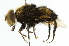  ( - CNC DIPTERA 102003)  @11 [ ] CreativeCommons - Attribution (2011) CNC/CBG Photography Group Centre for Biodiversity Genomics