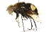  (Eristalis gatesi - CNC DIPTERA 102005)  @15 [ ] CreativeCommons - Attribution (2011) CNC/CBG Photography Group Centre for Biodiversity Genomics