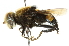  ( - CNC DIPTERA 102006)  @14 [ ] CreativeCommons - Attribution (2011) CNC/CBG Photography Group Centre for Biodiversity Genomics