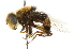  ( - CNC DIPTERA 102007)  @14 [ ] CreativeCommons - Attribution (2011) CNC/CBG Photography Group Centre for Biodiversity Genomics