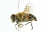  (Eristalis kyokoae - CNC DIPTERA 102008)  @13 [ ] CreativeCommons - Attribution (2011) CNC/CBG Photography Group Centre for Biodiversity Genomics