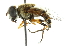  ( - CNC DIPTERA 102011)  @11 [ ] CreativeCommons - Attribution (2011) CNC/CBG Photography Group Centre for Biodiversity Genomics