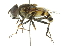  ( - CNC DIPTERA 102012)  @13 [ ] CreativeCommons - Attribution (2011) CNC/CBG Photography Group Centre for Biodiversity Genomics