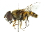  ( - CNC DIPTERA 102013)  @14 [ ] CreativeCommons - Attribution (2011) CNC/CBG Photography Group Centre for Biodiversity Genomics
