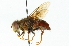  ( - CNC DIPTERA 102016)  @11 [ ] CreativeCommons - Attribution (2011) CNC/CBG Photography Group Centre for Biodiversity Genomics