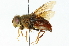  ( - CNC DIPTERA 102018)  @11 [ ] CreativeCommons - Attribution (2011) CNC/CBG Photography Group Centre for Biodiversity Genomics