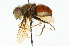  ( - CNC DIPTERA 102019)  @13 [ ] CreativeCommons - Attribution (2011) CNC/CBG Photography Group Centre for Biodiversity Genomics