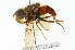  ( - CNC DIPTERA 102020)  @14 [ ] CreativeCommons - Attribution (2011) CNC/CBG Photography Group Centre for Biodiversity Genomics
