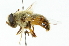  ( - CNC DIPTERA 102023)  @14 [ ] CreativeCommons - Attribution (2011) CNC/CBG Photography Group Centre for Biodiversity Genomics
