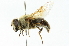  ( - CNC DIPTERA 102024)  @14 [ ] CreativeCommons - Attribution (2011) CNC/CBG Photography Group Centre for Biodiversity Genomics