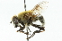  ( - CNC DIPTERA 102034)  @11 [ ] CreativeCommons - Attribution (2011) CNC/CBG Photography Group Centre for Biodiversity Genomics