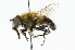  (Eristalis gomojunovae - CNC DIPTERA 102035)  @15 [ ] CreativeCommons - Attribution (2011) CNC/CBG Photography Group Centre for Biodiversity Genomics