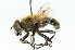  ( - CNC DIPTERA 102036)  @13 [ ] CreativeCommons - Attribution (2011) CNC/CBG Photography Group Centre for Biodiversity Genomics