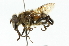  ( - CNC DIPTERA 102038)  @13 [ ] CreativeCommons - Attribution (2011) CNC/CBG Photography Group Centre for Biodiversity Genomics