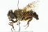  (Eristalis curvipes - CNC DIPTERA 102039)  @14 [ ] CreativeCommons - Attribution (2011) CNC/CBG Photography Group Centre for Biodiversity Genomics
