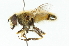  ( - CNC DIPTERA 102040)  @14 [ ] CreativeCommons - Attribution (2011) CNC/CBG Photography Group Centre for Biodiversity Genomics