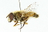  ( - CNC DIPTERA 102041)  @14 [ ] CreativeCommons - Attribution (2011) CNC/CBG Photography Group Centre for Biodiversity Genomics