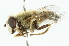  ( - CNC DIPTERA 102042)  @11 [ ] CreativeCommons - Attribution (2011) CNC/CBG Photography Group Centre for Biodiversity Genomics
