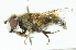  ( - CNC DIPTERA 102043)  @12 [ ] CreativeCommons - Attribution (2011) CNC/CBG Photography Group Centre for Biodiversity Genomics
