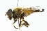  ( - CNC DIPTERA 102044)  @13 [ ] CreativeCommons - Attribution (2011) CNC/CBG Photography Group Centre for Biodiversity Genomics