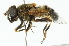  (Eristalis picea - CNC DIPTERA 102045)  @14 [ ] CreativeCommons - Attribution (2011) CNC/CBG Photography Group Centre for Biodiversity Genomics