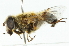  ( - CNC DIPTERA 102046)  @13 [ ] CreativeCommons - Attribution (2011) CNC/CBG Photography Group Centre for Biodiversity Genomics