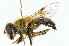  ( - CNC DIPTERA 102047)  @13 [ ] CreativeCommons - Attribution (2011) CNC/CBG Photography Group Centre for Biodiversity Genomics