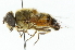  (Eristalis pratorum - CNC DIPTERA 102051)  @14 [ ] CreativeCommons - Attribution (2011) CNC/CBG Photography Group Centre for Biodiversity Genomics
