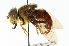 (Eristalis alleni - CNC DIPTERA 102054)  @14 [ ] CreativeCommons - Attribution (2011) CNC/CBG Photography Group Centre for Biodiversity Genomics