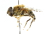 ( - CNC DIPTERA 102055)  @14 [ ] CreativeCommons - Attribution (2011) CNC/CBG Photography Group Centre for Biodiversity Genomics