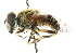  ( - CNC DIPTERA 102058)  @13 [ ] CreativeCommons - Attribution (2011) CNC/CBG Photography Group Centre for Biodiversity Genomics