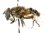  (Eristalis obscura - CNC DIPTERA 102059)  @15 [ ] CreativeCommons - Attribution (2011) CNC/CBG Photography Group Centre for Biodiversity Genomics