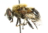  ( - CNC DIPTERA 102060)  @14 [ ] CreativeCommons - Attribution (2011) CNC/CBG Photography Group Centre for Biodiversity Genomics
