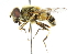  ( - CNC DIPTERA 102061)  @14 [ ] CreativeCommons - Attribution (2011) CNC/CBG Photography Group Centre for Biodiversity Genomics