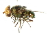  (Austalis luciliomima - CNC DIPTERA 102062)  @14 [ ] CreativeCommons - Attribution (2011) CNC/CBG Photography Group Centre for Biodiversity Genomics