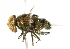  ( - CNC DIPTERA 102063)  @14 [ ] CreativeCommons - Attribution (2011) CNC/CBG Photography Group Centre for Biodiversity Genomics