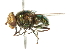  ( - CNC DIPTERA 102065)  @11 [ ] CreativeCommons - Attribution (2011) CNC/CBG Photography Group Centre for Biodiversity Genomics