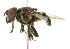  (Austalis muscomima - CNC DIPTERA 102066)  @13 [ ] CreativeCommons - Attribution (2011) CNC/CBG Photography Group Centre for Biodiversity Genomics