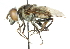  (Austalis rhynchops - CNC DIPTERA 102069)  @11 [ ] CreativeCommons - Attribution (2011) CNC/CBG Photography Group Centre for Biodiversity Genomics