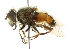  (Eristalis bellardii - CNC DIPTERA 102070)  @11 [ ] CreativeCommons - Attribution (2011) CNC/CBG Photography Group Centre for Biodiversity Genomics