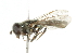  ( - CNC DIPTERA 102071)  @12 [ ] CreativeCommons - Attribution (2011) CNC/CBG Photography Group Centre for Biodiversity Genomics