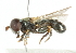  ( - CNC DIPTERA 102079)  @11 [ ] CreativeCommons - Attribution (2011) CNC/CBG Photography Group Centre for Biodiversity Genomics