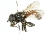  ( - CNC DIPTERA 102082)  @13 [ ] CreativeCommons - Attribution (2011) CNC/CBG Photography Group Centre for Biodiversity Genomics