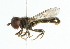  ( - CNC DIPTERA 102093)  @11 [ ] CreativeCommons - Attribution (2011) CNC/CBG Photography Group Centre for Biodiversity Genomics