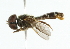  ( - CNC DIPTERA 102094)  @12 [ ] CreativeCommons - Attribution (2011) CNC/CBG Photography Group Centre for Biodiversity Genomics